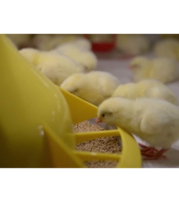 Chicken Farming Equipment Karno Feed Pan